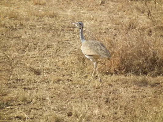 File:White-bellied Bustard Eupodotis senegalensis in Tanzania 3258 Nevit.jpg