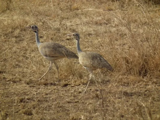 File:White-bellied Bustard Eupodotis senegalensis in Tanzania 3259 Nevit.jpg