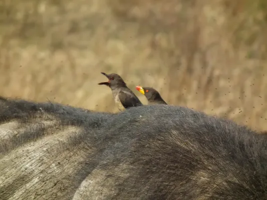 File:Yellow-billed Oxpecker Buphagus africanus in Tanzania 3602 Nevit.jpg