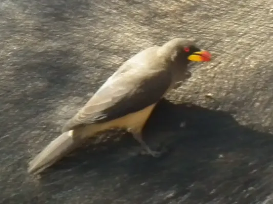 File:Yellow-billed Oxpecker Buphagus africanus in Tanzania 3608 cropped Nevit.jpg