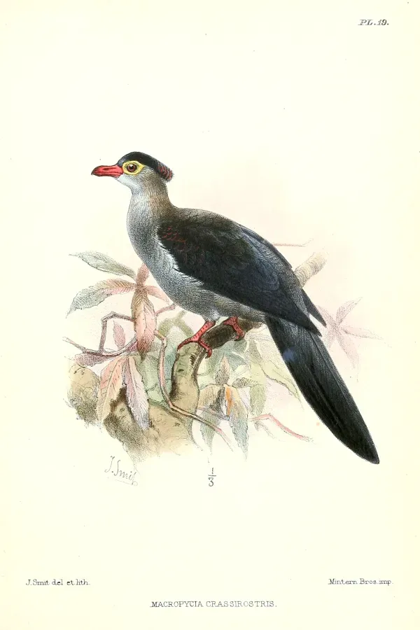 File:Reinwardtoena crassirostris.jpg