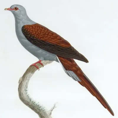 File:Reinwardtoena reinwardtii 2.jpg