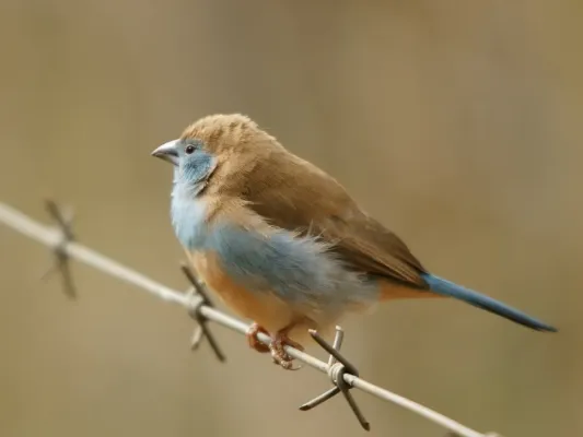 File:Uraeginthus angolensis (female).jpg