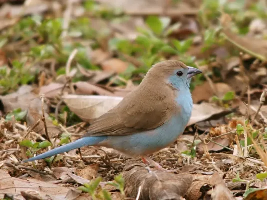 File:Uraeginthus angolensis (portrait).jpg