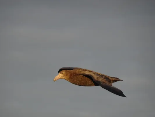 File:Riesensturmvogel (Macronectes giganteus).jpg