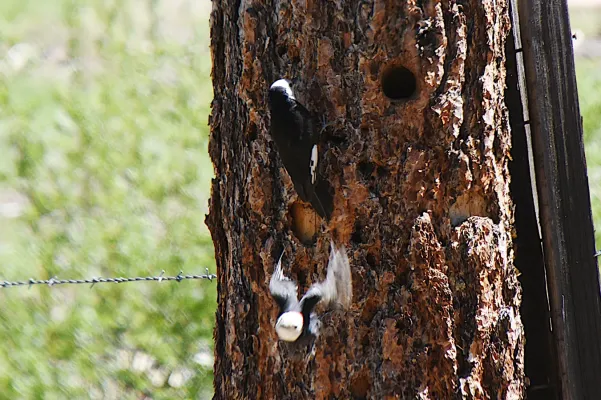File:White-headed Woodpecker (Dryobates albolarvatus) 2021-06-07 (13) (51240407082).jpg