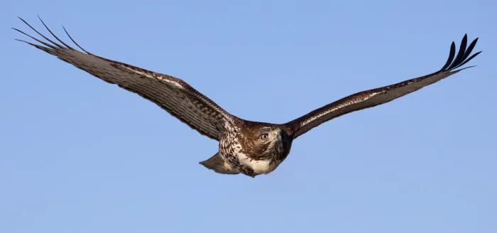 File:Buteo jamaicensis in flight at Llano Seco-1520.jpg