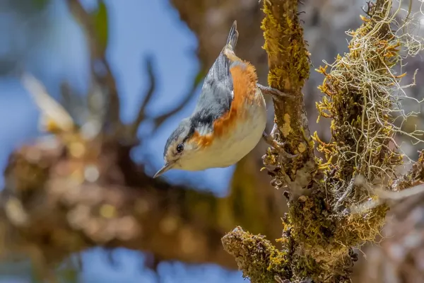 File:2M3A6919 - White-browed Nuthatch - Sitta victoriae.jpg