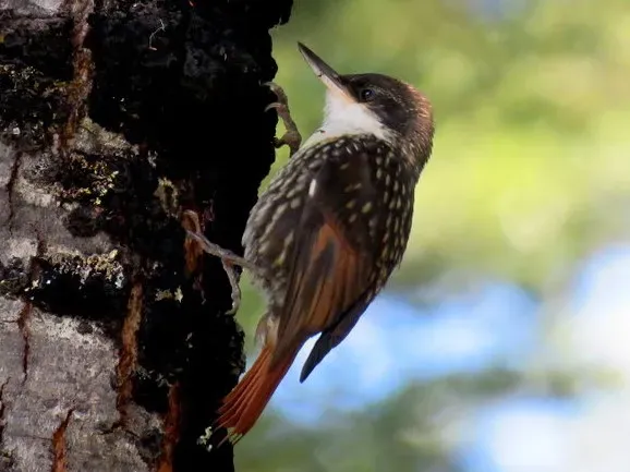 File:Pygarrhichas albogularis - Diego Carús (cropped2).jpeg