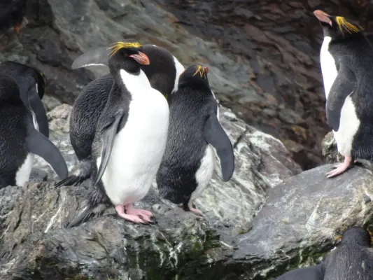 File:Goldschopfpinguin (Eudyptes chrysolophus).jpg