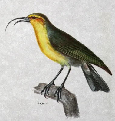 File:Nukupuu Hemignathus lucidus.JPG