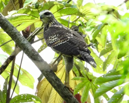 File:Buteogallus urubitinga - 2019.jpg