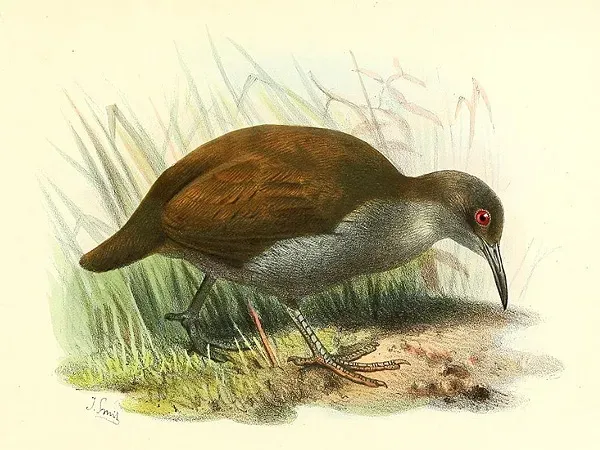 File:Gallirallus lafresnayanus.jpg
