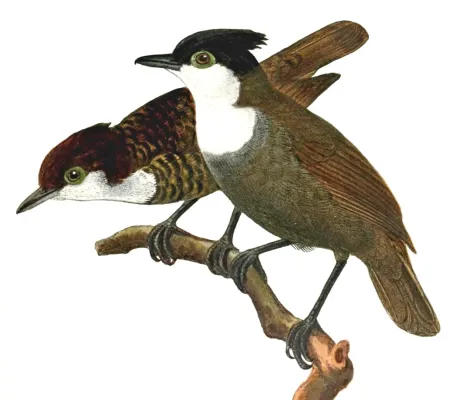 File:Rhegmatorhina hoffmannsi.jpg