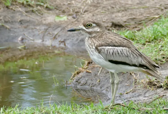 File:Water Thick-Knee (Burhinus vermiculatus) (51670646795).jpg