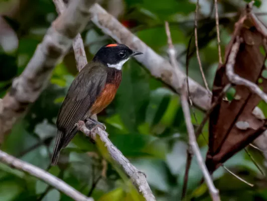 File:Heterocercus linteatus - Flame-crowned Manakin (male); Beruri, Amazonas, Brazil.jpg