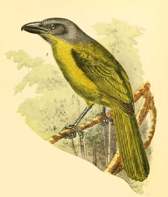 File:Die Vögel Afrikas (6425136275), Malaconotus gladiator, Anton Reichenow.jpg