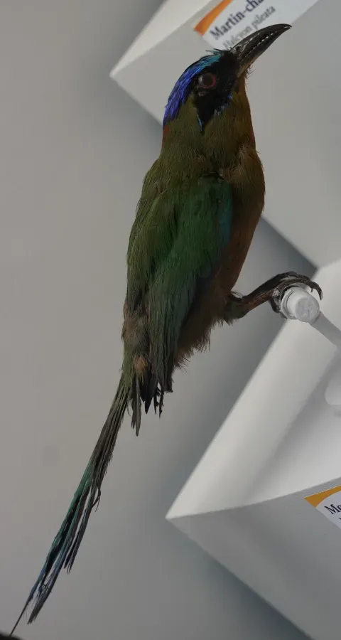 File:Momotus momota musée st lou 1304528.jpg