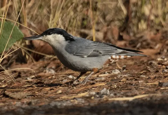 File:Giant nuthatch (Sitta magna).jpg