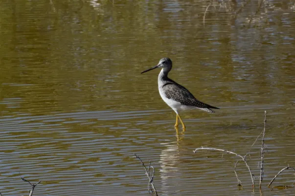File:Black-necked Stilt (Himantopus mexicanus) Yucatan Dic 2021 - 01.jpg