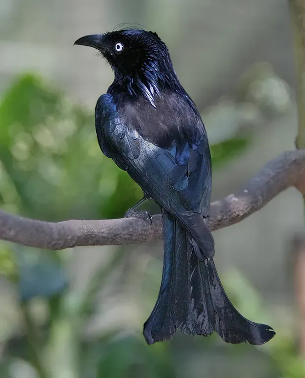 File:Dicrurus hottentottus-20030823.jpg