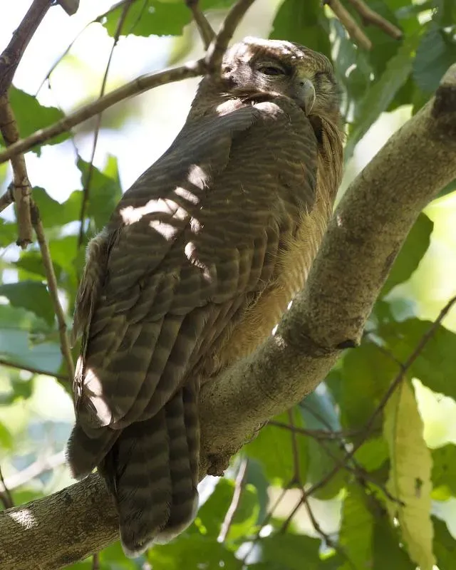 File:Ninox rufa 1.jpg