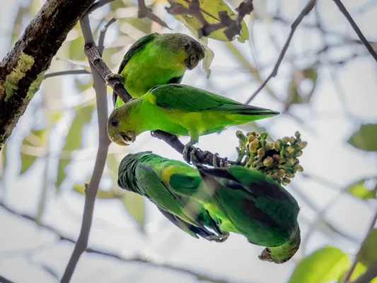 File:Touit purpuratus - Sapphire-rumped Parrotlet; Manaus, Amazonas, Brazil.jpg