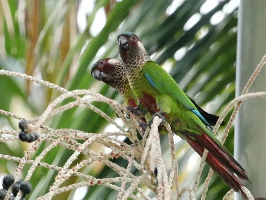File:Pyrrhura picta - Painted parakeet; Presidente Figueiredo, Amazonas, Brazil.jpg