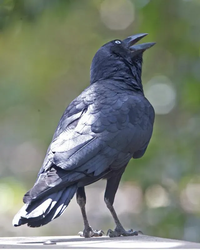 File:Corvus orru cecilae 1.jpg