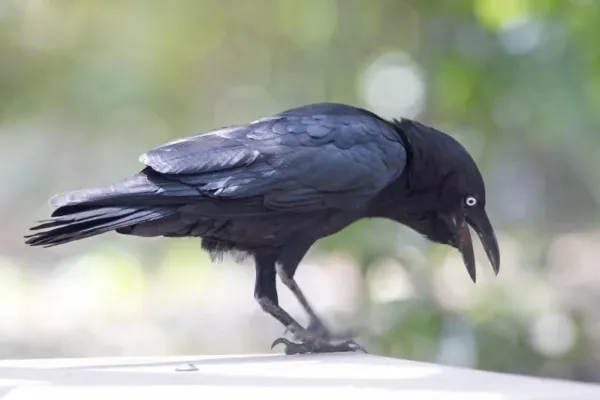 File:Corvus orru cecilae 2.jpg