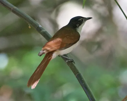 File:Myiagra alecto melvillensis female 1.jpg