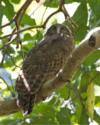 File:Ninox rufa 3.jpg
