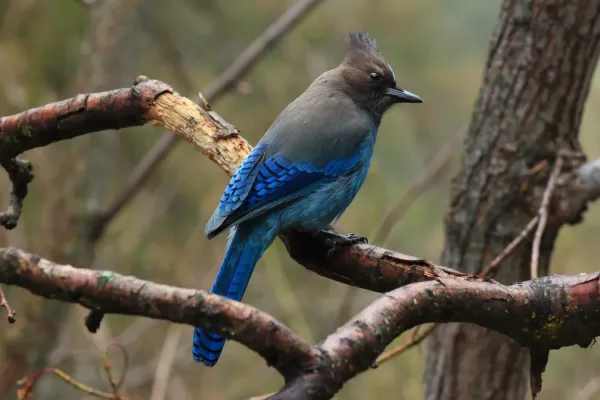 File:Cyanocitta stelleri at Yosemite National Park.jpg