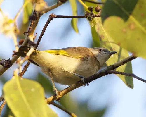 File:Conopophila albogularis 1.jpg