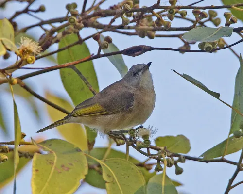 File:Conopophila albogularis 2.jpg