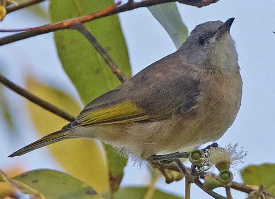 File:Conopophila albogularis 3.jpg
