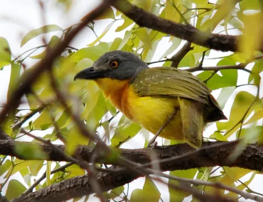 File:Grey-headed Bushshrike (Malaconotus blanchoti) in tree, crop.jpg