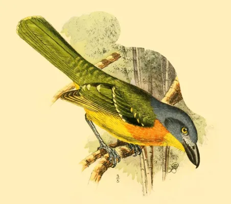 File:Die Vögel Afrikas (6425136275), Malaconotus blanchoti hypopyrrhus, Anton Reichenow.jpg
