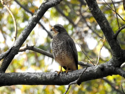 File:White-eyed Buzzard Butastur teesa by Raju Kasambe DSCN3886 04.jpg