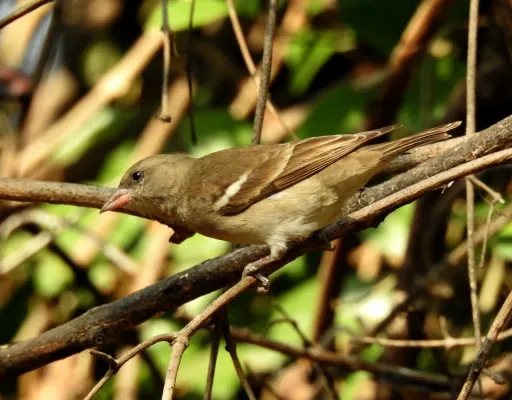 File:Yellow-throated Sparrow Gymnoris xanthocollis by Raju Kasambe DSCN3919.jpg
