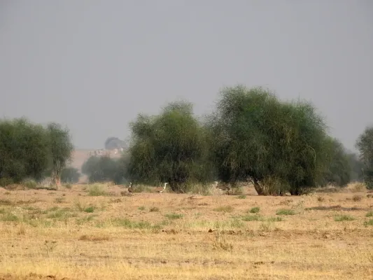 File:Great Indian Bustard Ardeotis nigriceps by Raju Kasambe DSCN9716 03.jpg