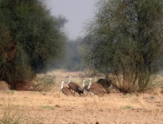 File:Great Indian Bustard Ardeotis nigriceps by Raju Kasambe DSCN9716 07.jpg