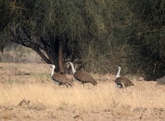 File:Great Indian Bustard Ardeotis nigriceps by Raju Kasambe DSCN9716 10.jpg