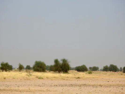 File:Great Indian Bustard Ardeotis nigriceps by Raju Kasambe DSCN9716 12.jpg