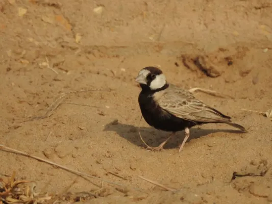 File:Black-crowned Sparrow-lark Eremopterix nigriceps by Raju Kasambe DSCN0094 02.jpg
