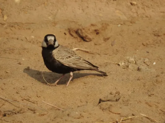 File:Black-crowned Sparrow-lark Eremopterix nigriceps by Raju Kasambe DSCN0094 01.jpg