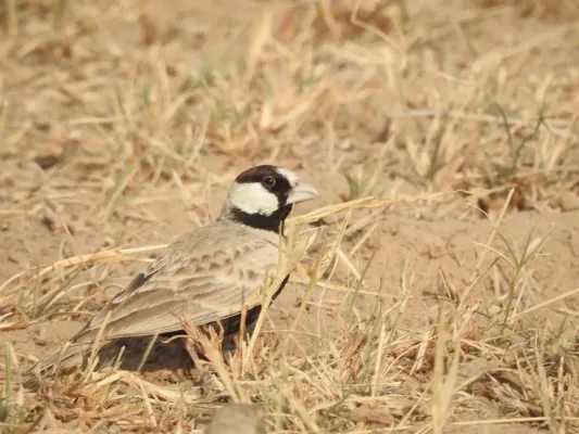 File:Black-crowned Sparrow-lark Eremopterix nigriceps by Raju Kasambe DSCN0094 04.jpg