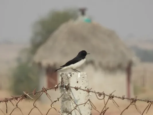 File:Variable Wheatear Oenanthe picata picata by Raju Kasambe DSCN9897 01.jpg