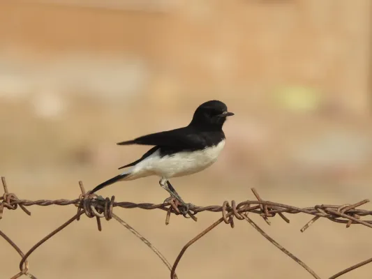 File:Variable Wheatear Oenanthe picata picata by Raju Kasambe DSCN9897 06.jpg