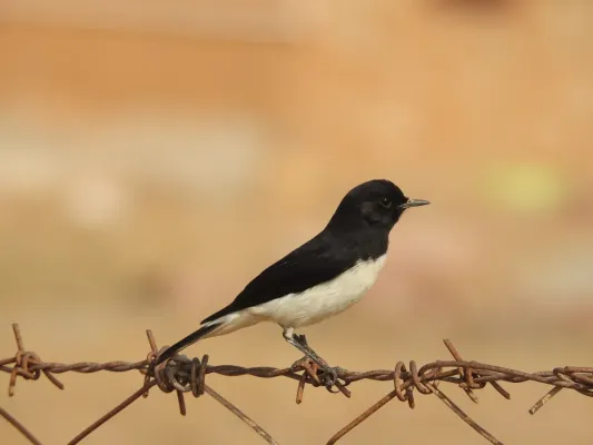 File:Variable Wheatear Oenanthe picata picata by Raju Kasambe DSCN9897 08.jpg